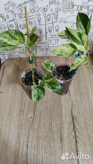 Эпипремнум/сциндапсус