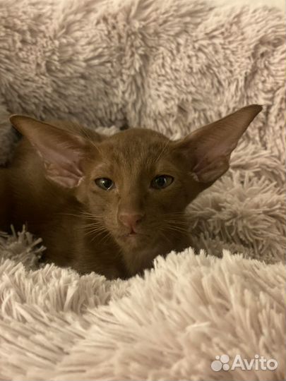 Ориентальня кошечка цинамон