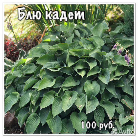 Хосты разных сортов и размеров, есть редкие сорта