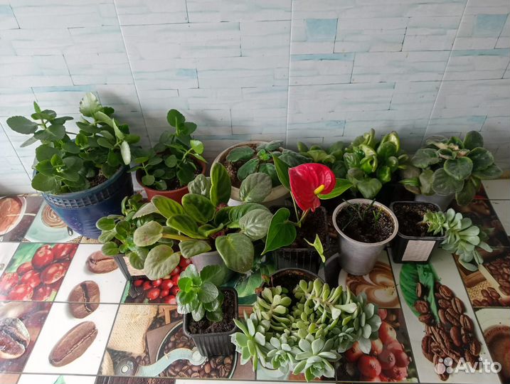 Комнатные цветы