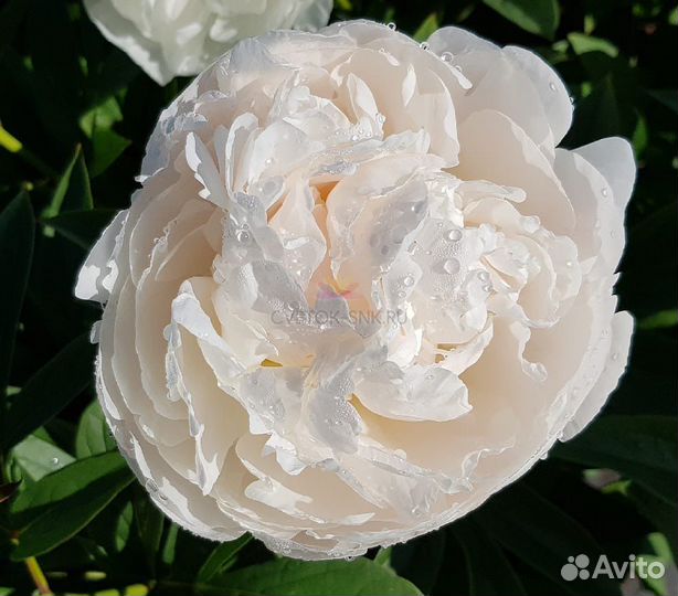 Сортовые коллекционные пионы