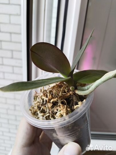 Орхидея фаленопсис