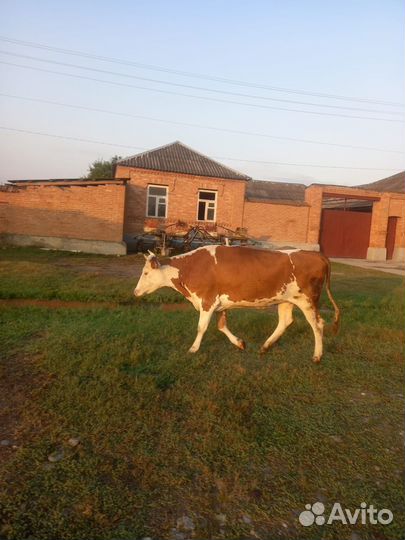 Продам тёлку