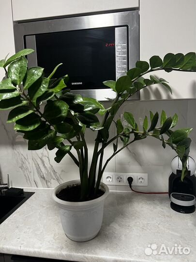 Замиокулькас