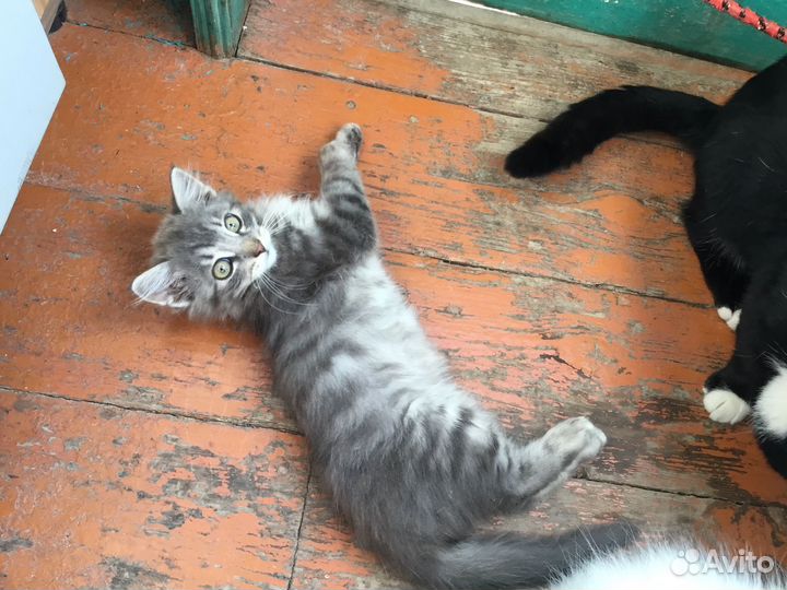 Отдам бесплатно котиков