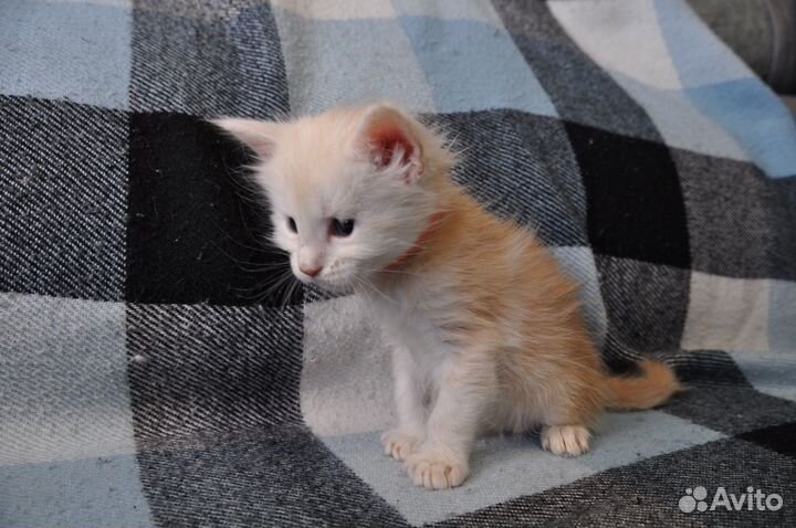 Котята мейн-кун