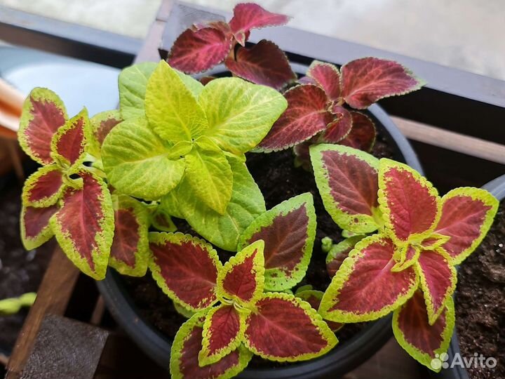 Колеусы рассада