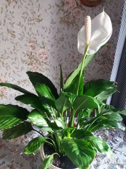 Спатифиллум