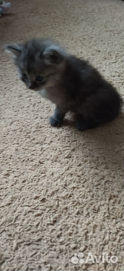 Котята бесплатно