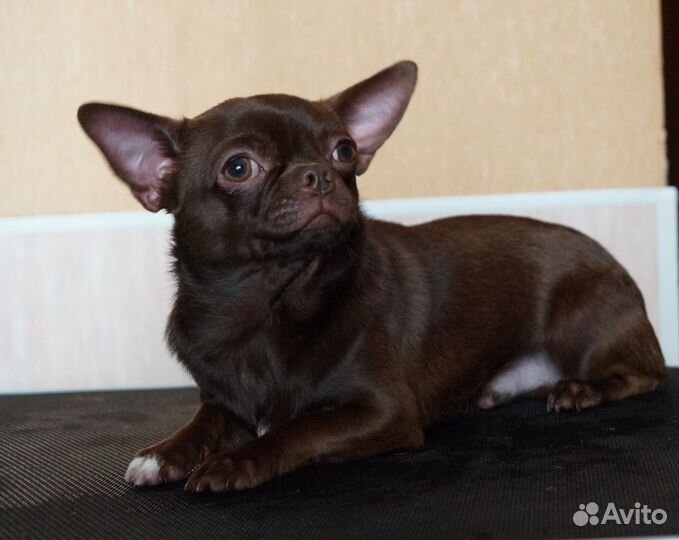 Шоколадный мальчик