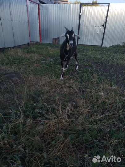 Доиные козы