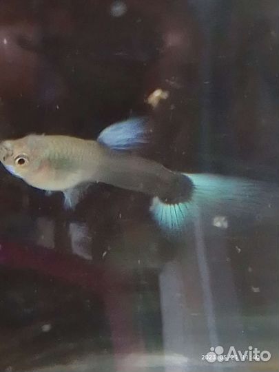 Гуппи канадские, черно- белые, чистая линия