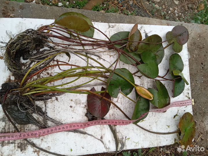 Нимфеи,водяной гиацинт и другие прудовые растения