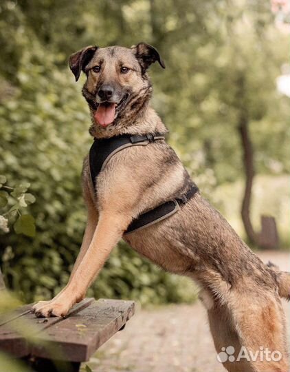 Красавчик Коди в добрые руки