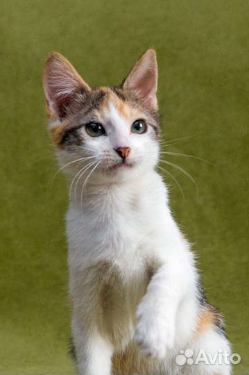 Котёнок, ласковая трёхцветная малышка ищет семью