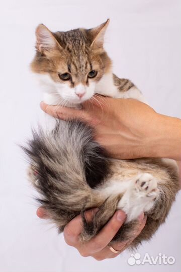 Красивый котенок