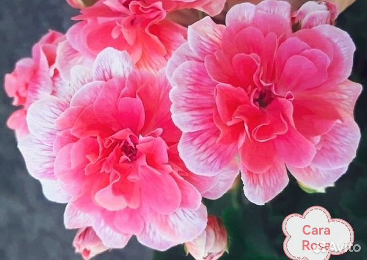 Пеларгония(герань)сортовая
