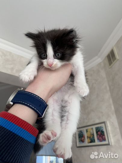 Милые котята в добрые руки