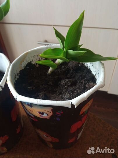 Растение золотой ус