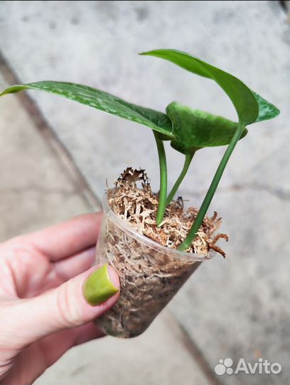 Сциндапсус Сплеш блю