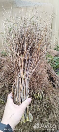 Метла Сибирьковая