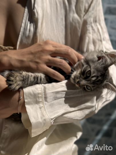 Котята в добрые руки приучены к лотку