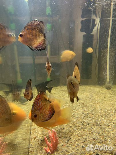 Рыбки цихлиды - северум золотой