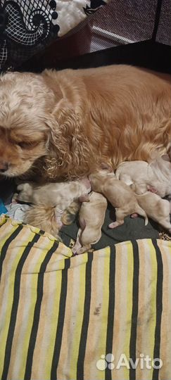 Кокер спаниель