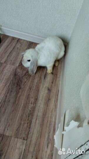 Декоративный кролик с клеткой