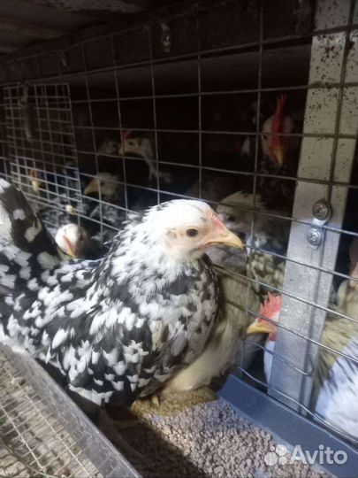 Карликовые кохинхины,карликовые курочки и петушки