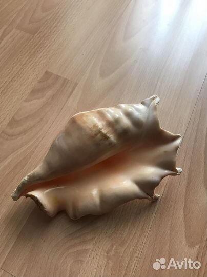 Ракушка морская большая