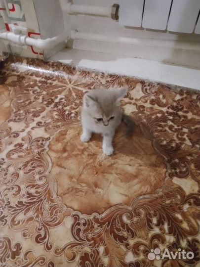 Продам британских котят