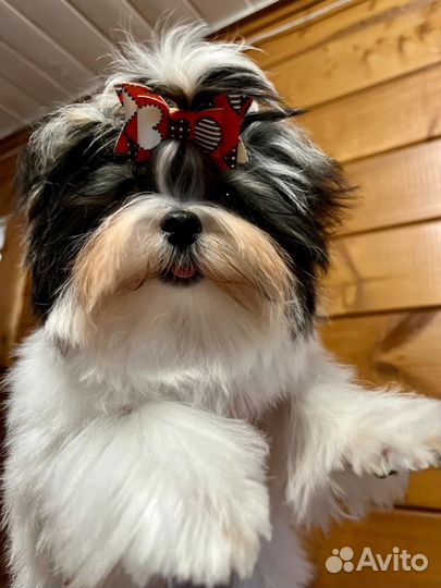 Царь, просто царь