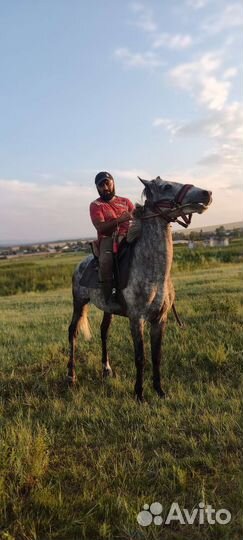 Жеребец орловский рысак