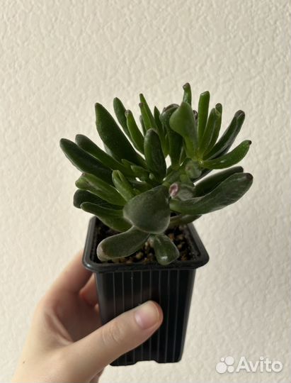 Крассула хоббит