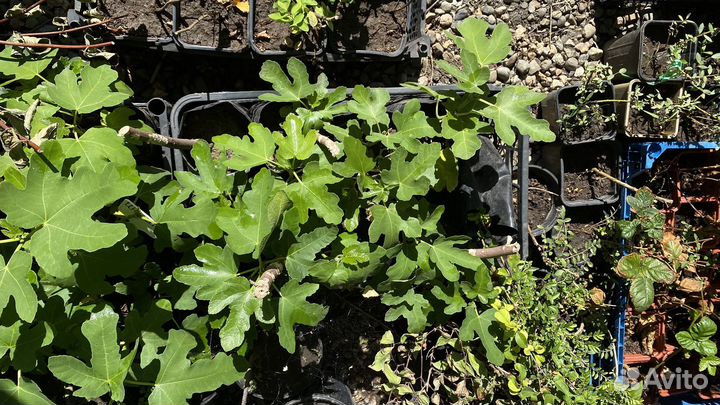 Декоративные кустарники