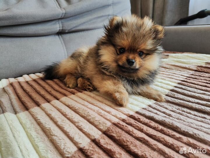 Щенки шпица