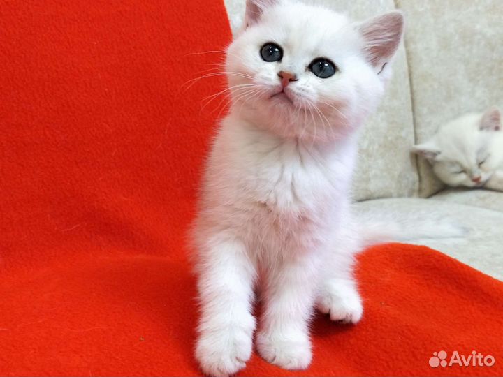 Шикарные котята