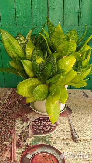 Комнатный цветок