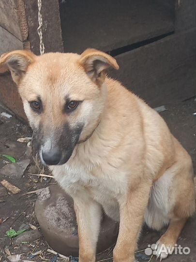 Щенок в добрые руки бесплатно