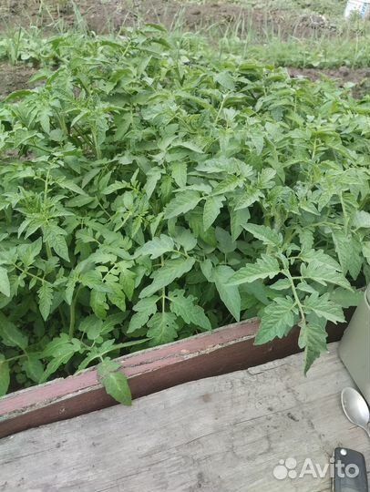 Помидоры, капуста