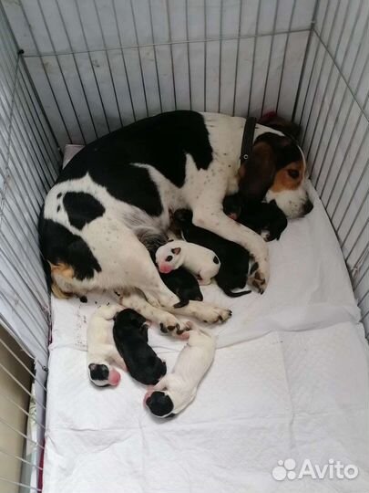 Собаки щенки бесплатно