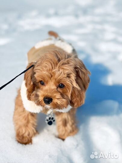 Милашка кавапу