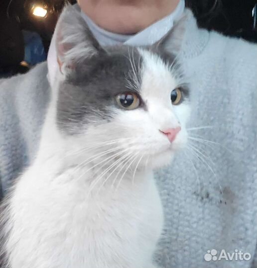 Кошка в дар бесплатно