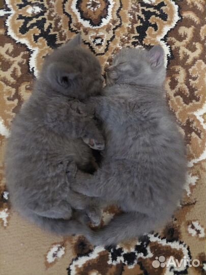 Шотладские вислоухие котята