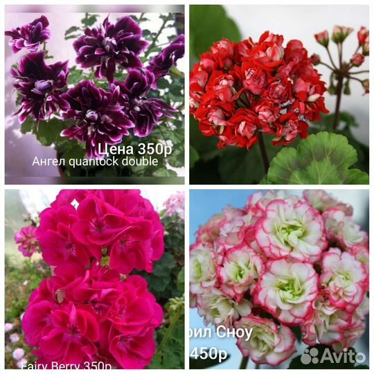 Пеларгония