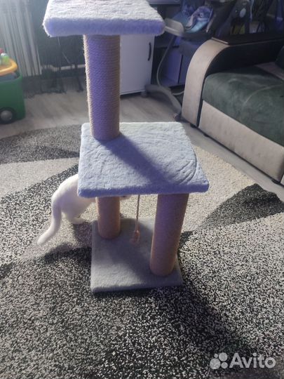 Когтеточка