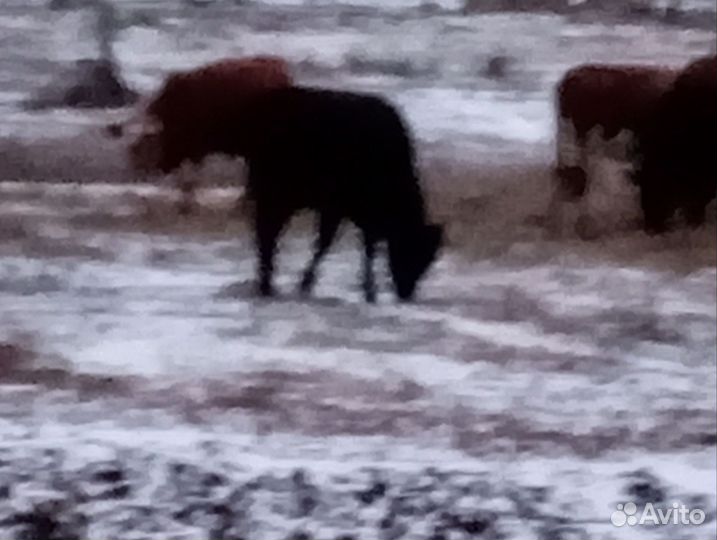 Телка 1.5 года