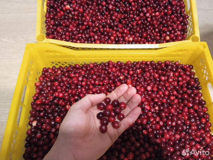 Клюква свежая