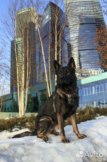 Кобель немецкой овчарки для вязки